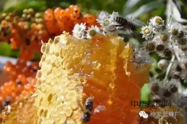 1斤蜂蜜功效等于100斤保健食品