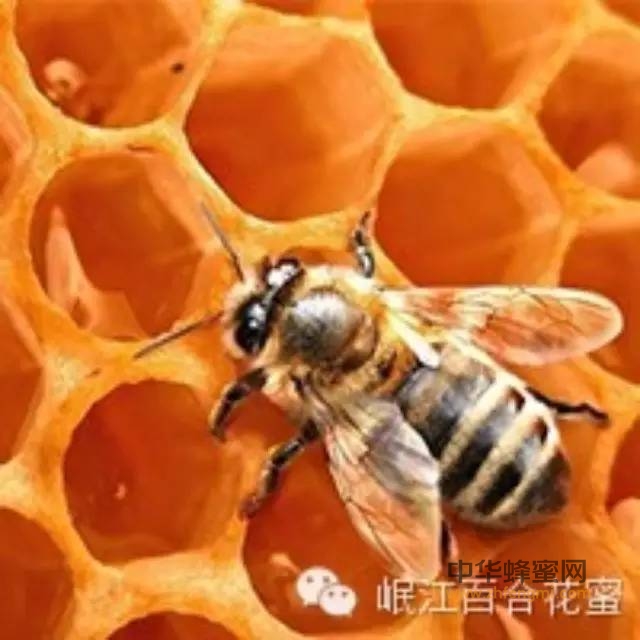 细说蜂蜜的营养价值
