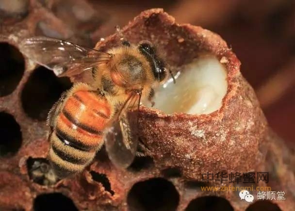蜂王浆（蜂皇浆）-养蜂专家何：18880450798