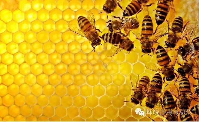 蜂胶食用细节上的技巧与忌讳，你都知道哪些？