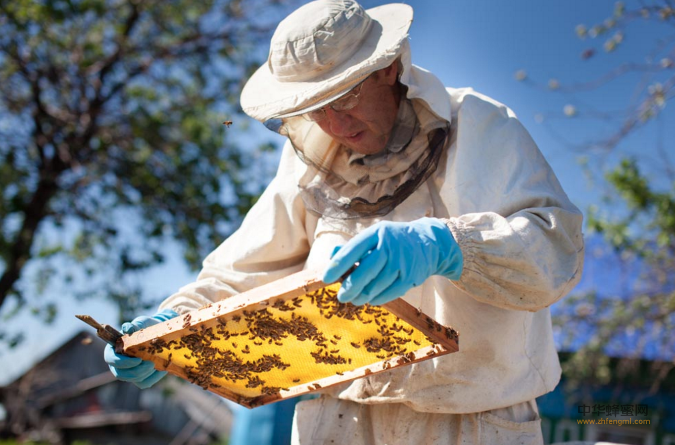 海南省 蜂产品协会 蜜蜂养殖 蜂蜜 蜜蜂 蜂业新闻