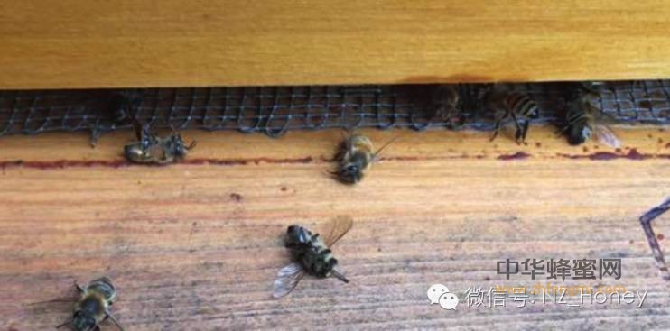 无辜蜜蜂牺牲于“寨卡”战役