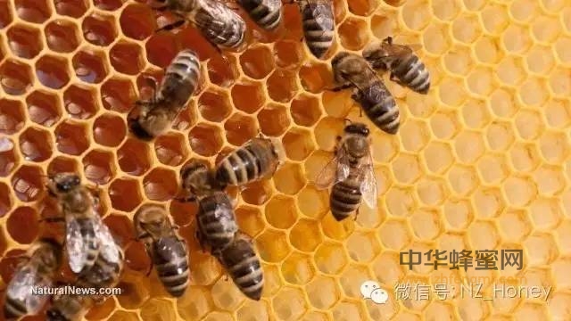天然蜂蜜及其益处
