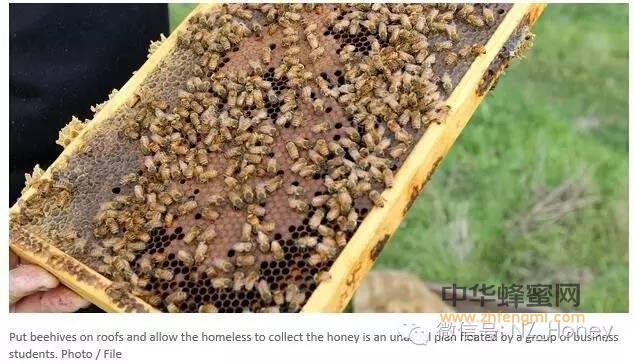 脑洞企划案得大奖：让无家可归者在城里养蜜蜂？