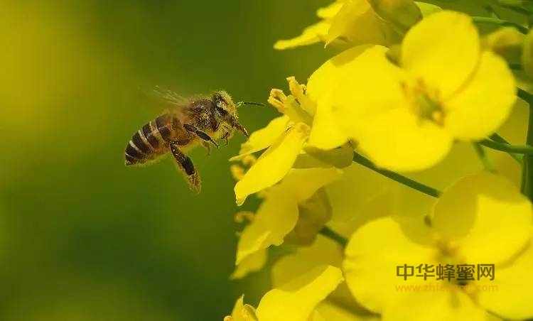 每酿1瓶好蜜=蜜蜂需要百万次飞行