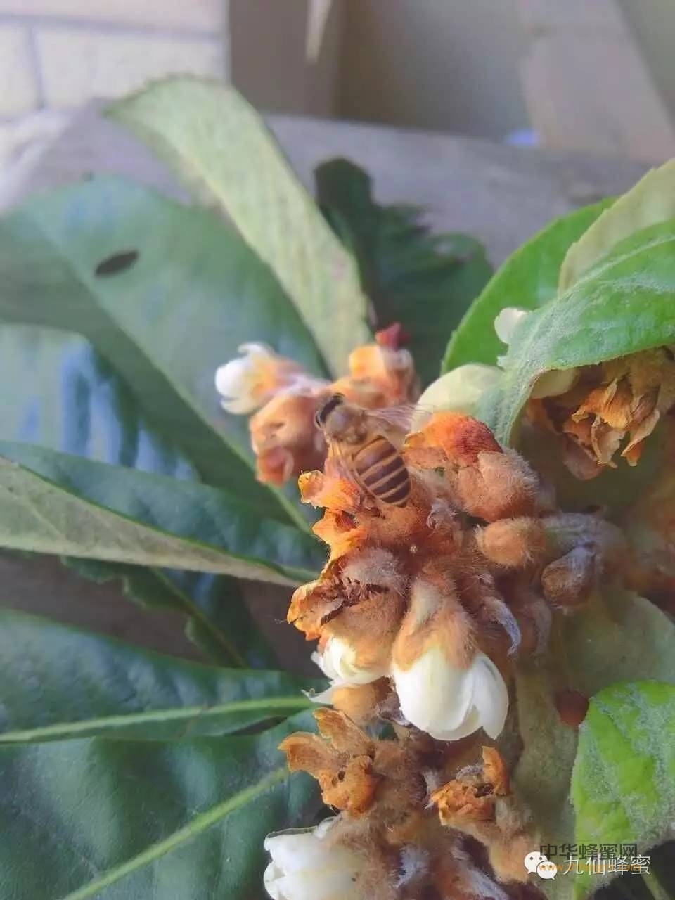 冬季蜜源植物之一 枇杷