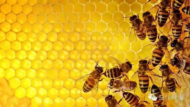 蜂产品食用与选购常见问题答疑