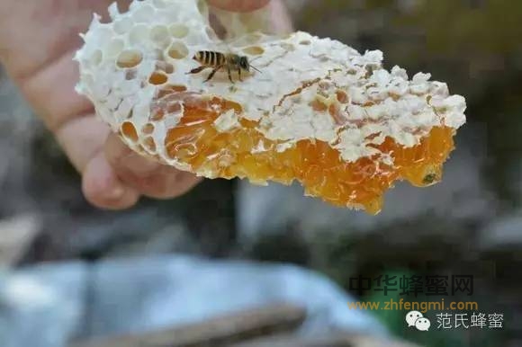 蜂蜜食用偏方