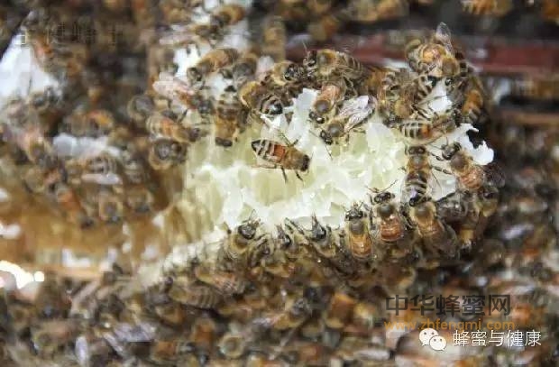 蜂蜜怎么喝才能护肝又补肾？千万别买到假蜂蜜哦
