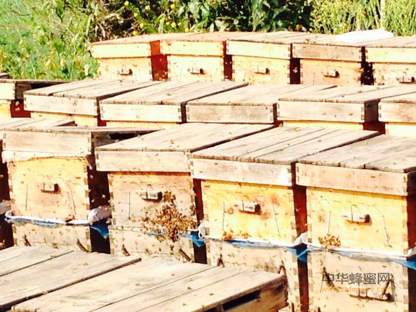 台湾养蜂业 蜜蜂养殖 养蜂 蜂农