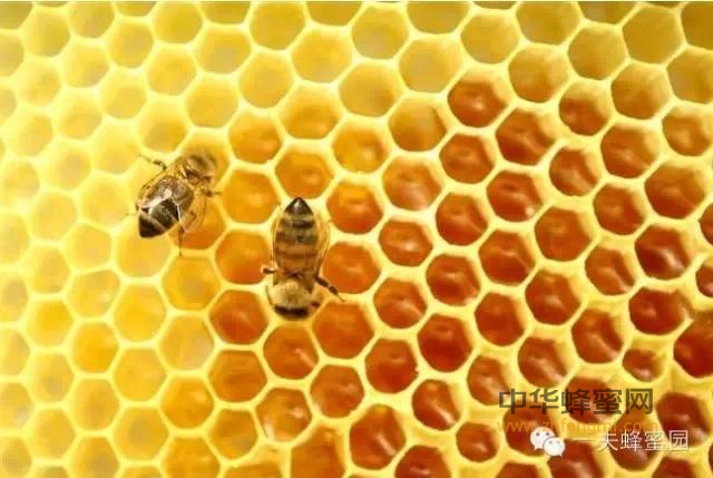 揭秘！蜂蜜的制造王国家族——蜂群