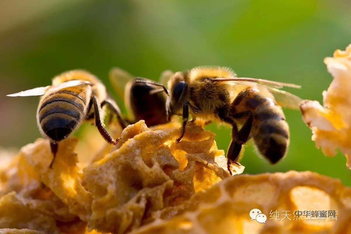 像口香糖一样可以嚼着吃的蜂蜜 你吃过吗？