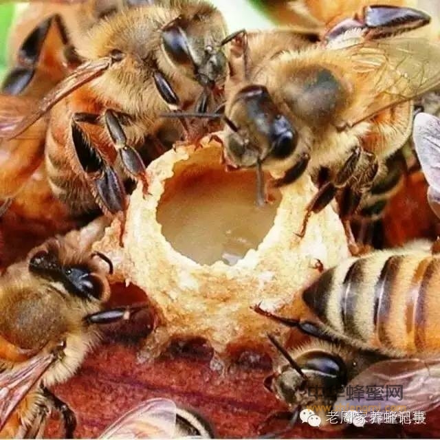 常吃蜂王浆，更有精气神！