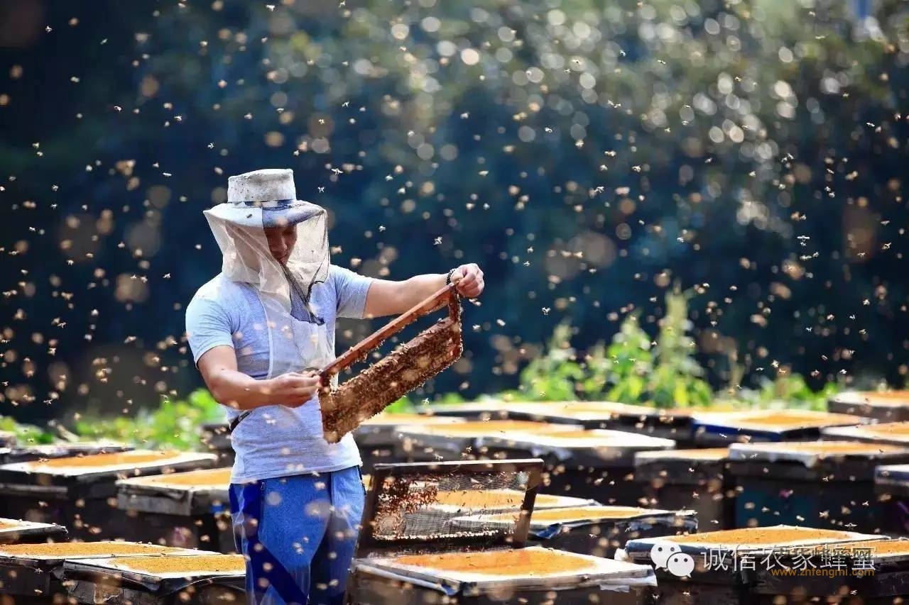 蜂蜜原蜜为什么营养价值更比超市蜜高？