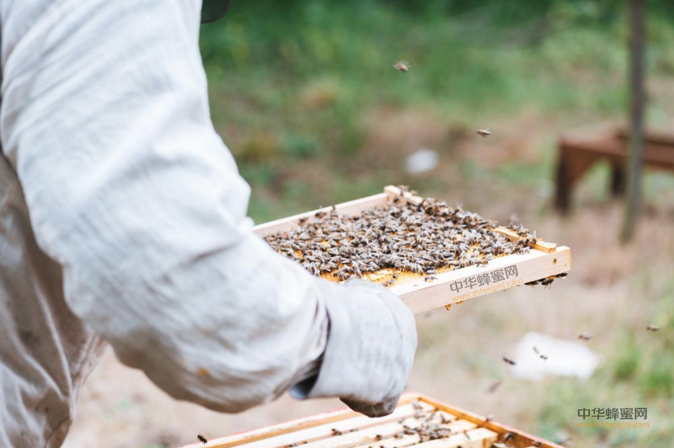 蜜蜂养殖 养蜂人 蜂群检查技术 养蜂技术 全面检查 局部检查 箱外观察