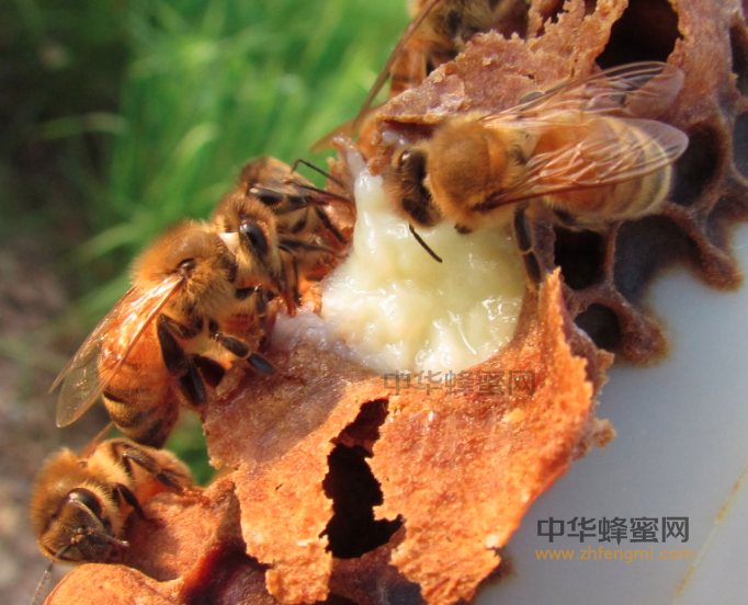 蜂王浆 妇幼保健 蜂王浆的作用 蜂王浆帮助女性度更年期 蜂王浆的吃法