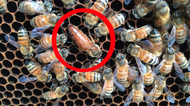 养蜂人 蜂王浆 工蜂 蜂王 蜜蜂养殖 蜂王浆功效
