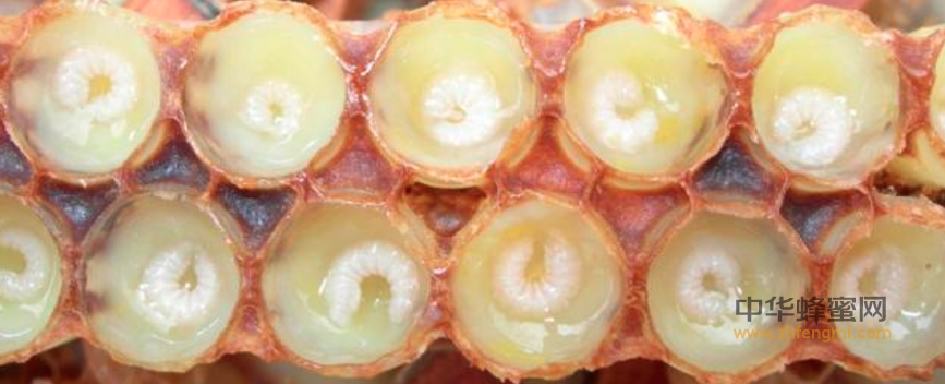蜂王浆 常见问题 蜂王浆作用 蜂王浆好处 激素 腹泻