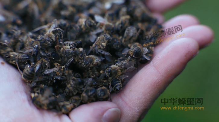 养蜂人 蜂业新闻 养蜂技术 养蜂经验 蜜蜂死亡