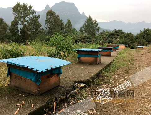养蜂人 养蜂技术 中蜂养殖 养蜂致富 养蜂