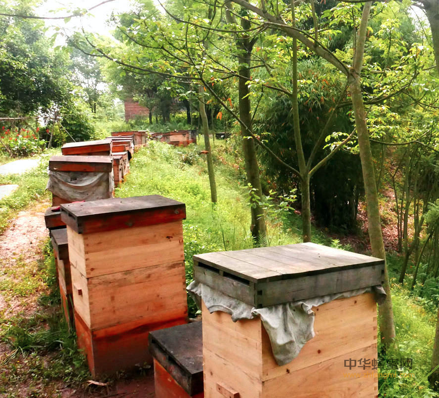 固原 养蜂人 陕西 史提高 中蜂养殖 蜂群 养蜂致富