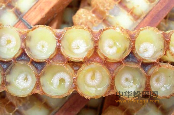 蜂王浆 作用 功效 免疫力 老年保健 蜂王浆的好处