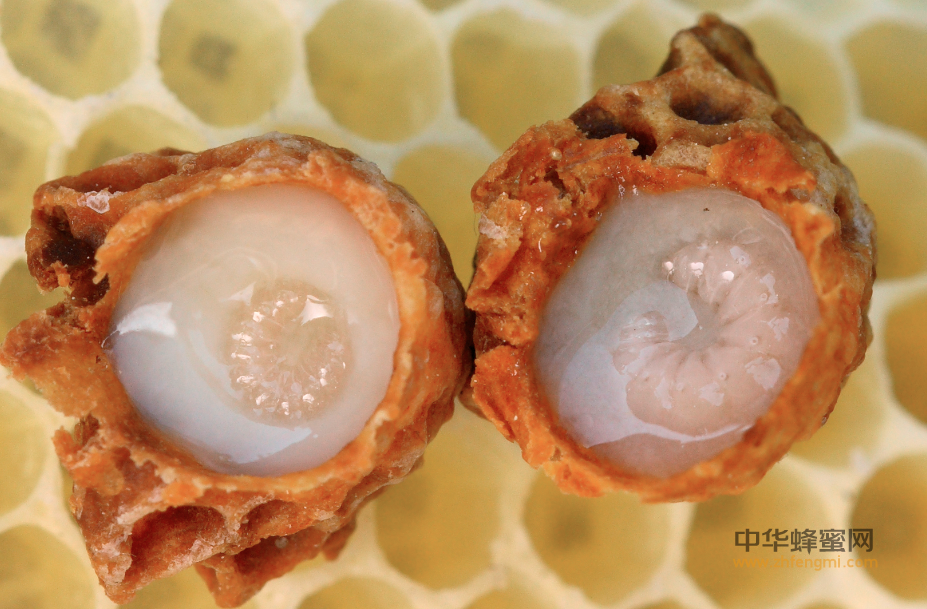蜂王浆 功效 作用 食用方法 怎么吃蜂王浆 吃蜂王浆的好处