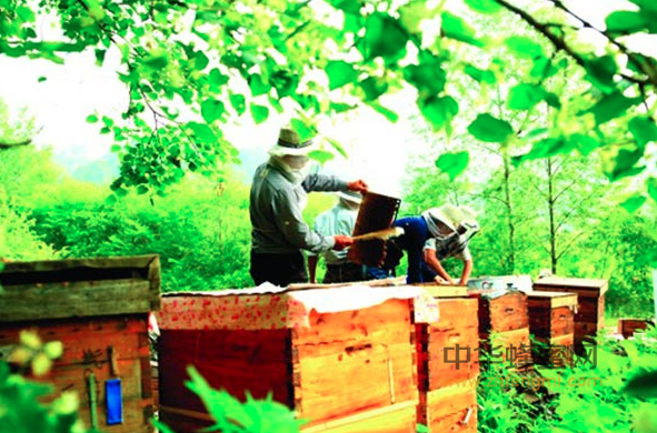 养蜂人 蜂农 养蜂 蜂场 蜂蜜 赶花 蜜源地 云南