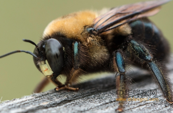 蜜蜂 情绪 生物学家 大黄蜂 蜜蜂研究