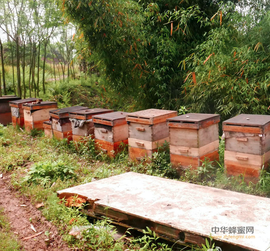 养蜂人 王金成 漳县 养殖方法 蜜蜂养殖 土蜂养殖 土蜂蜜 养蜂技术