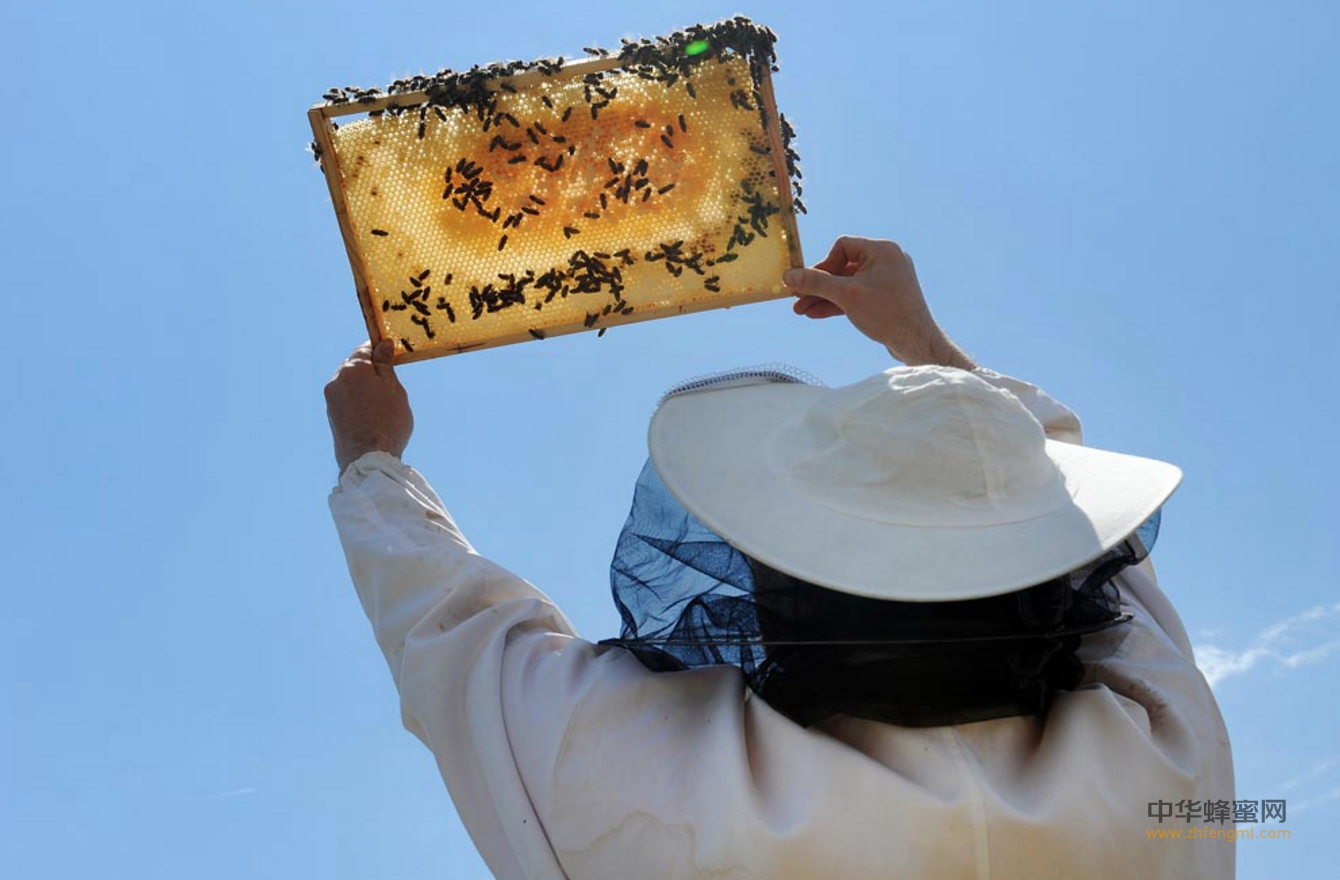 养蜂人 美国养蜂人 迈克·巴雷特 蜜蜂 蜂蜜