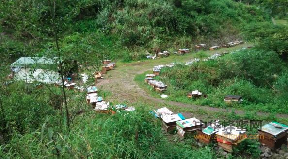 福禄 璧山 养蜂协会 蜜蜂养殖 蜂蜜 培训 养蜂技能