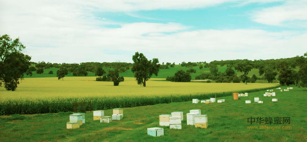澧县 养蜂协会 蜜蜂养殖 养蜂产业 养蜂业 蜂蜜 养蜂户