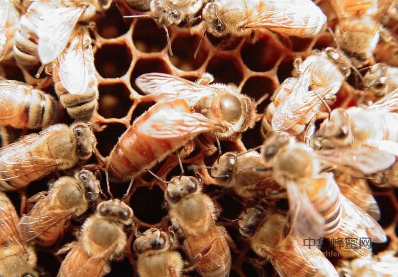蜜蜂 人工育王 蜂王 养蜂技术 王台