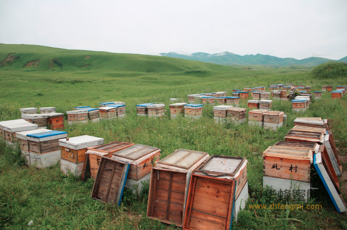 养蜂人 蜜蜂 蜂蜜 蜂箱