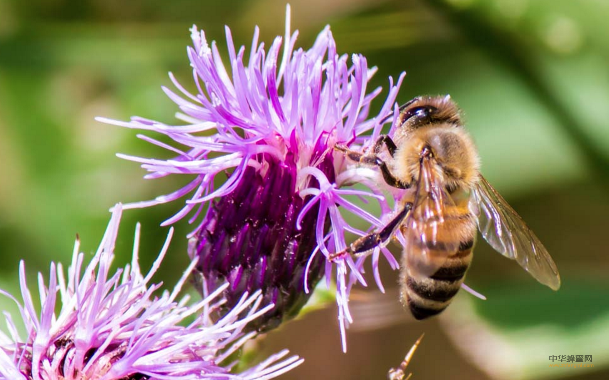 蜜蜂 养蜂人 蜜蜂养殖 蜂蜜 蜂蜜销路