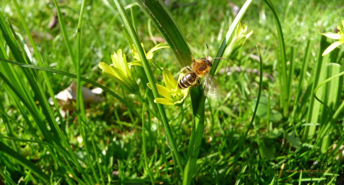 新疆黑蜂 蜜蜂 蜂种 蜜蜂品种