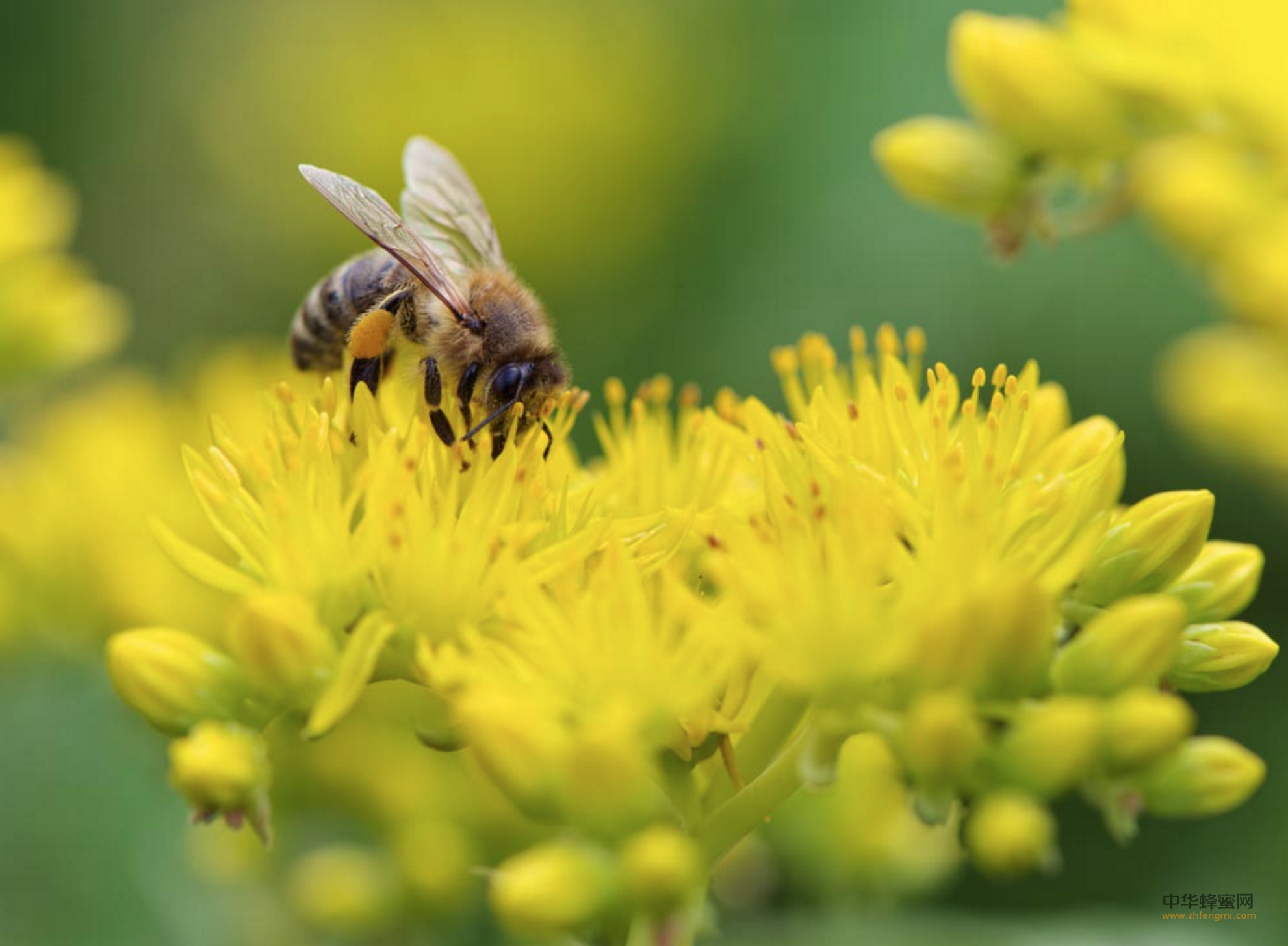 蜜蜂 品种 蜂种 黑蜂 意蜂 中蜂