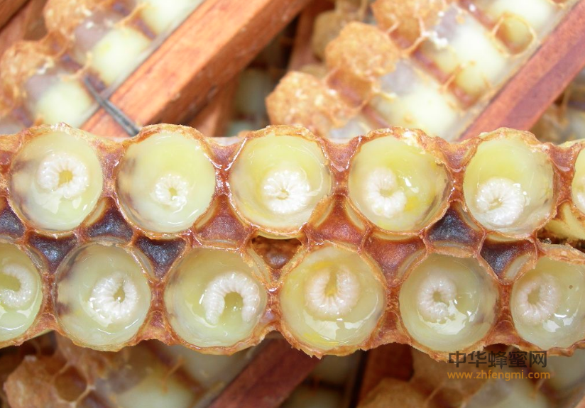 蜂王浆 蜂王浆的作用 蜂王浆的功效 蜂王浆怎么吃