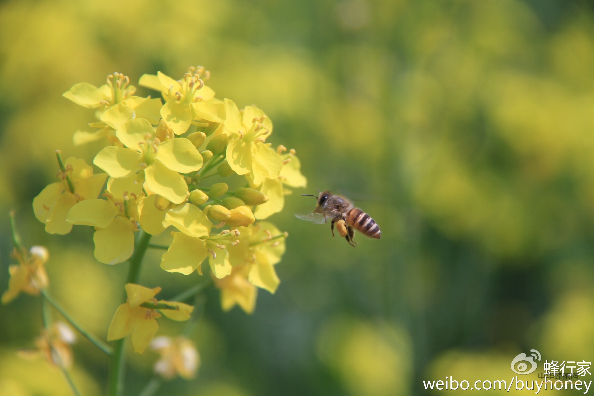 养蜂业 前景 养蜂人 养蜂技术 蜂蜜标准 氯霉素