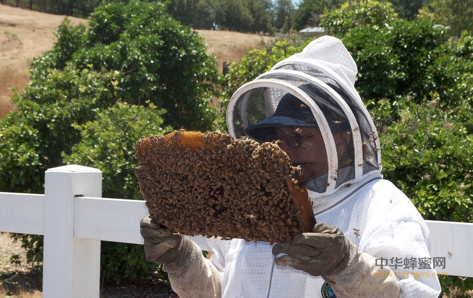 澳大利亚 养蜂  养蜂业