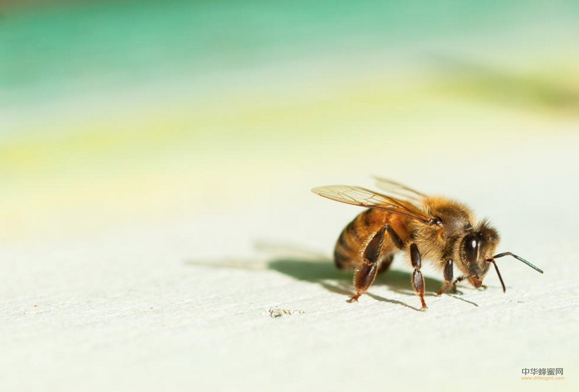 蜜蜂 蜂疗 蜂毒