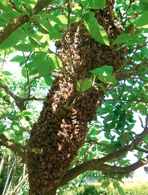 蜂产业 蜜蜂养殖 中蜂 养蜂