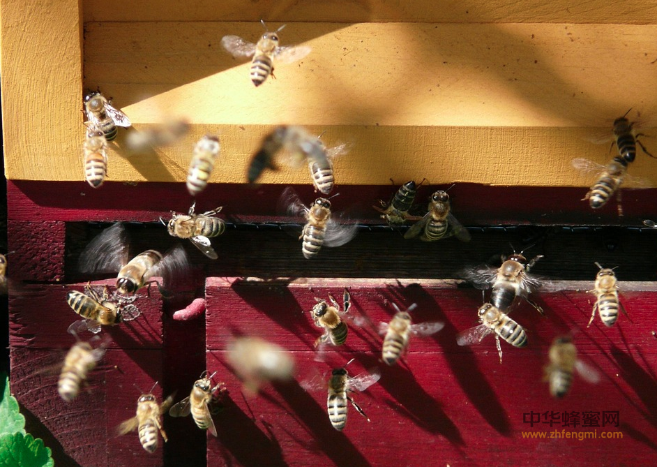 养蜂人 王镇东 蜜蜂 养蜂