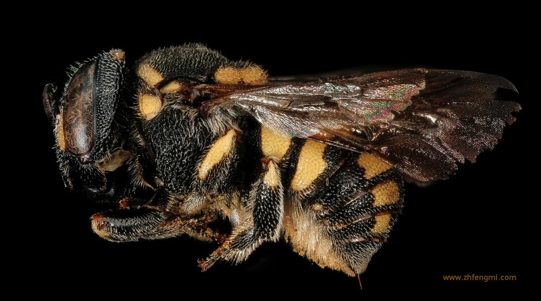 蜜蜂 蜜蜂图片 蜂种