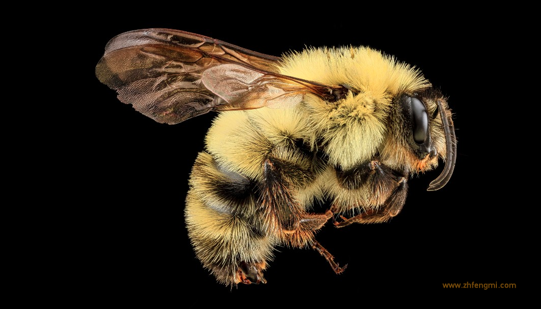 蜜蜂 蜜蜂图片 蜂种