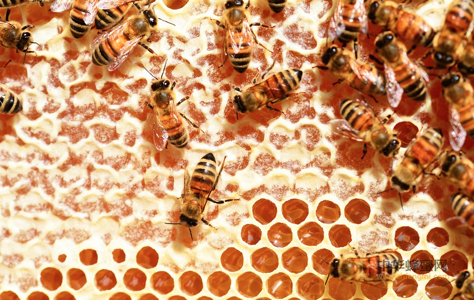 蜜蜂 采蜜 蜂群 蜂蜜