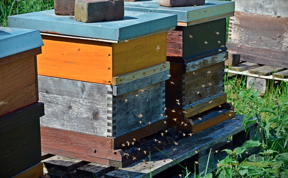 养蜂技术 培训 养殖蜜蜂 养蜂 蜂农