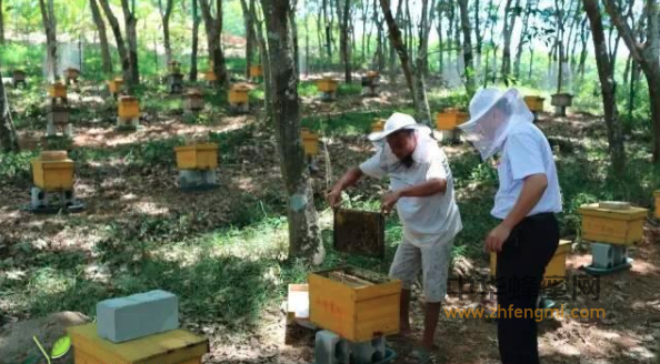 中蜂养殖 蜂箱 养蜂