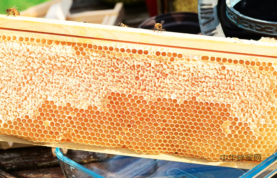 蜂蜜标准 团体标准 蜂蜜